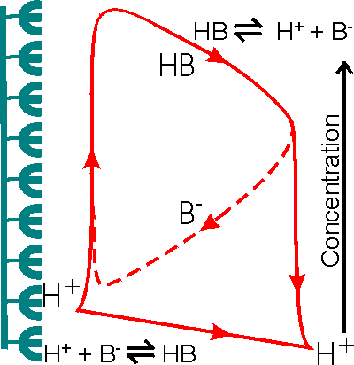 The facilitated transport of hydrogen ions away from an immobilised enzyme