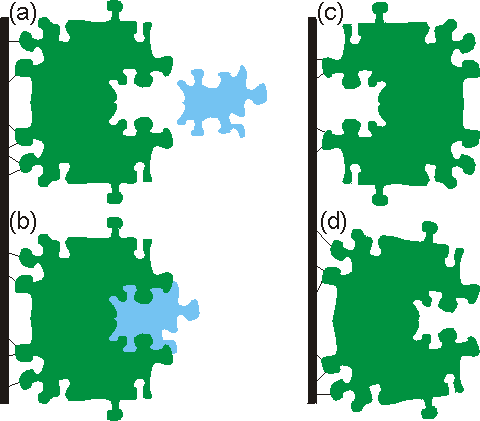 Immobilised enzyme activity depends on correct and unstrained orientation 