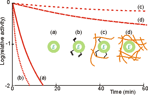 Shows multipoint interactions stabilisating enzymes