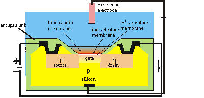 ENFET