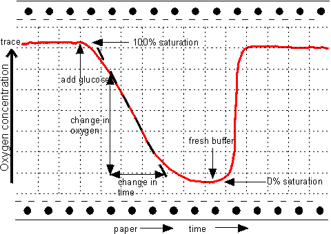 The response of an amperometric biosensor