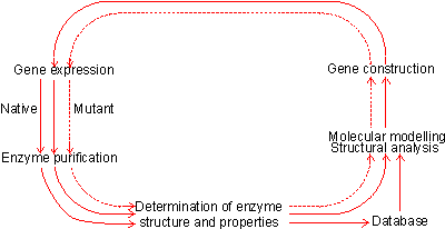 Gene expression --> Enzyme purification --> Determination of enzyme structure and properties --> Database --> Structural analysis, Molecular modelling --> Gene construction --> Gene expression