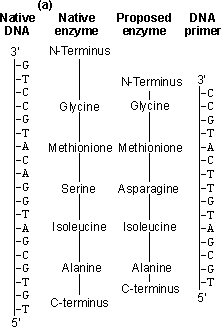 A short piece of DNA (the primer), complementary to a section of the gene apart from the base mismatch, is synthesised