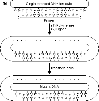 The oligonucleotide primer is annealed to a single-stranded copy of the gene and is extended with enzymes and nucleotide triphosphates to give a double-stranded gene