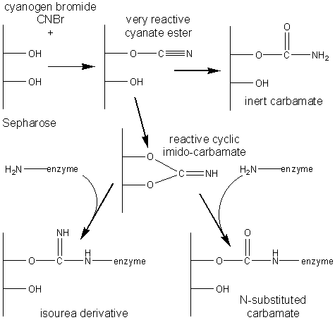 Cyanogen bromide forming enzyme isourea with cis diol polysaccharides