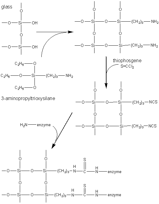 3-aminopropyltriethoxysilane activating glass