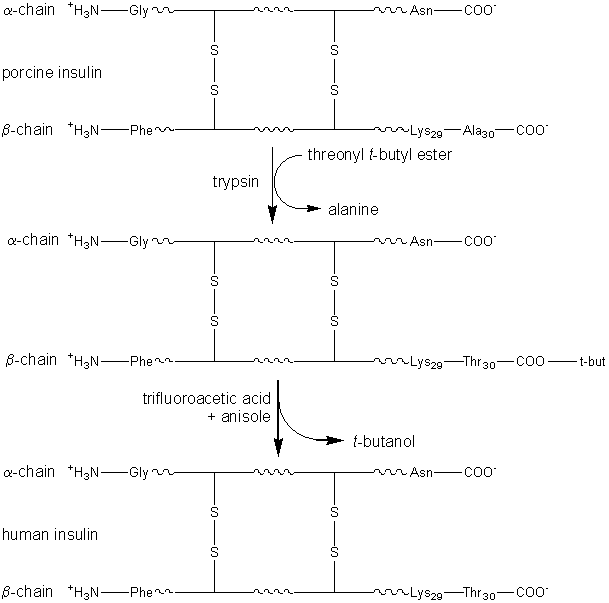 porcine insulin + threonyl t-butyl ester --trypsin--> alanine +t-butyl human insulin