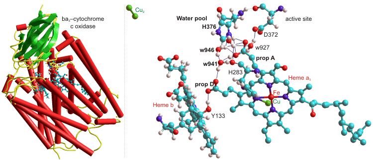 ba3-cytochrome c oxidase , from T. thermophilus, 1EHK