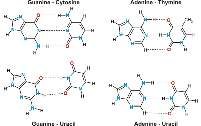 Hydrogen bonds between the chains of DNA