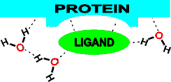 Hydrogen bonding through water enabling molecular recognition