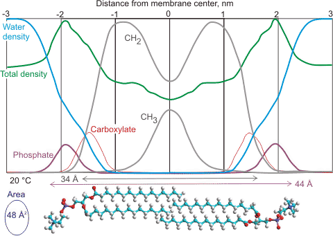 Density of material through a 1,2-dipaltmityl-sn-glycero-3-phosphocholine membrane.; from [2586]