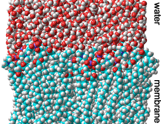 One leaf of a hydrated membrane bilayer made of DPPC