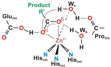 The catalytic zinc ion of a membrane type I matrix metalloproteinase with a small peptide product (R'), from [3058]