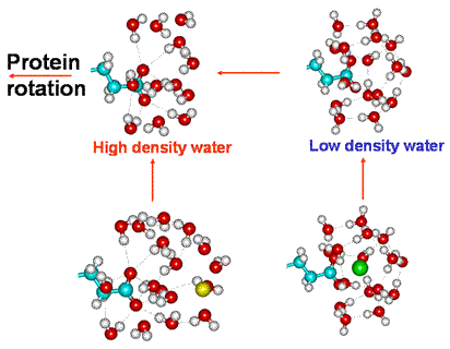 Equilibria involving the rotating protein