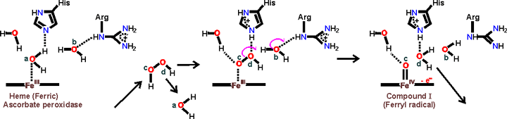 Peroxide bond cleavage in ascorbate peroxidase leading to the formation of compound I, derived from [3910]