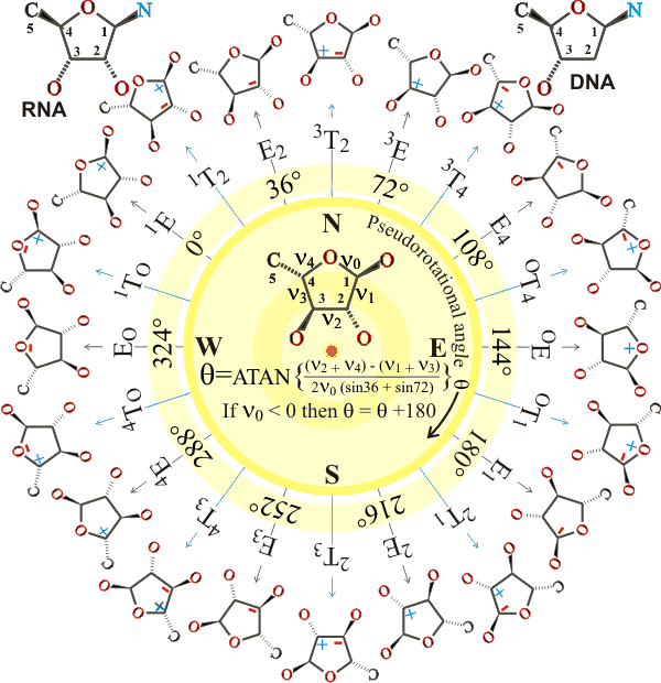 ribose/deoxyribose pseudorotation ring