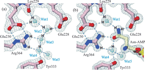 Cartoon showing water-assisted asparagine recognition and aspartate discrimination by asparaginyl-tRNA synthetase