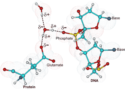 water screening the charges between DNA and protein