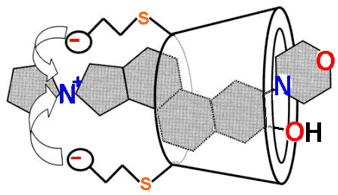 Sugammadex bound to Rocuronium

based on figure by Mdw346 at English Wikipedia